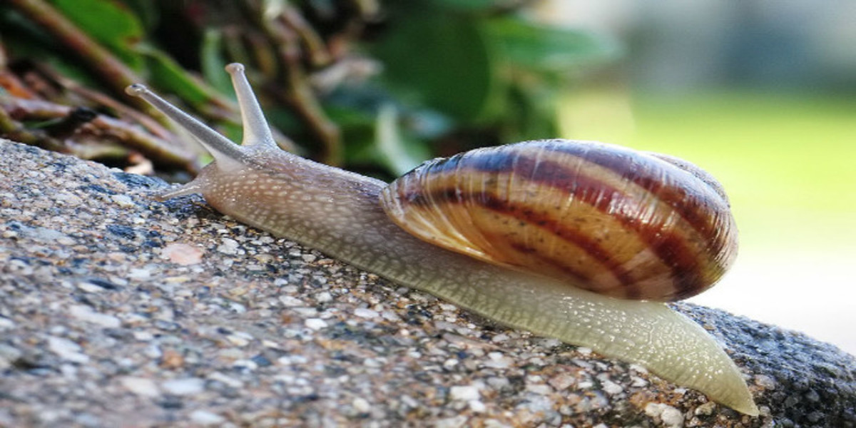 Some gardeners love slugs, but most people see them as common pests. 