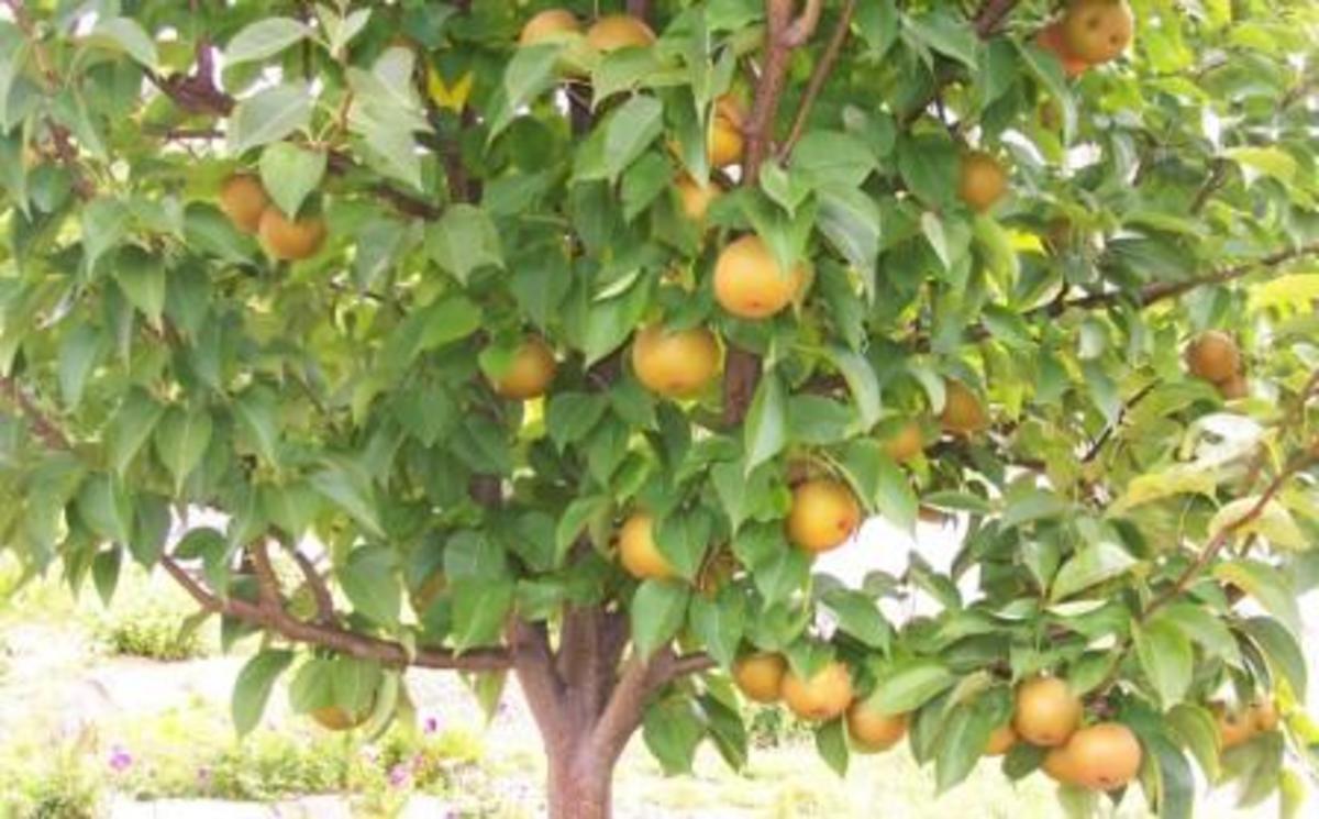 Плодовые Деревья Купить Спб