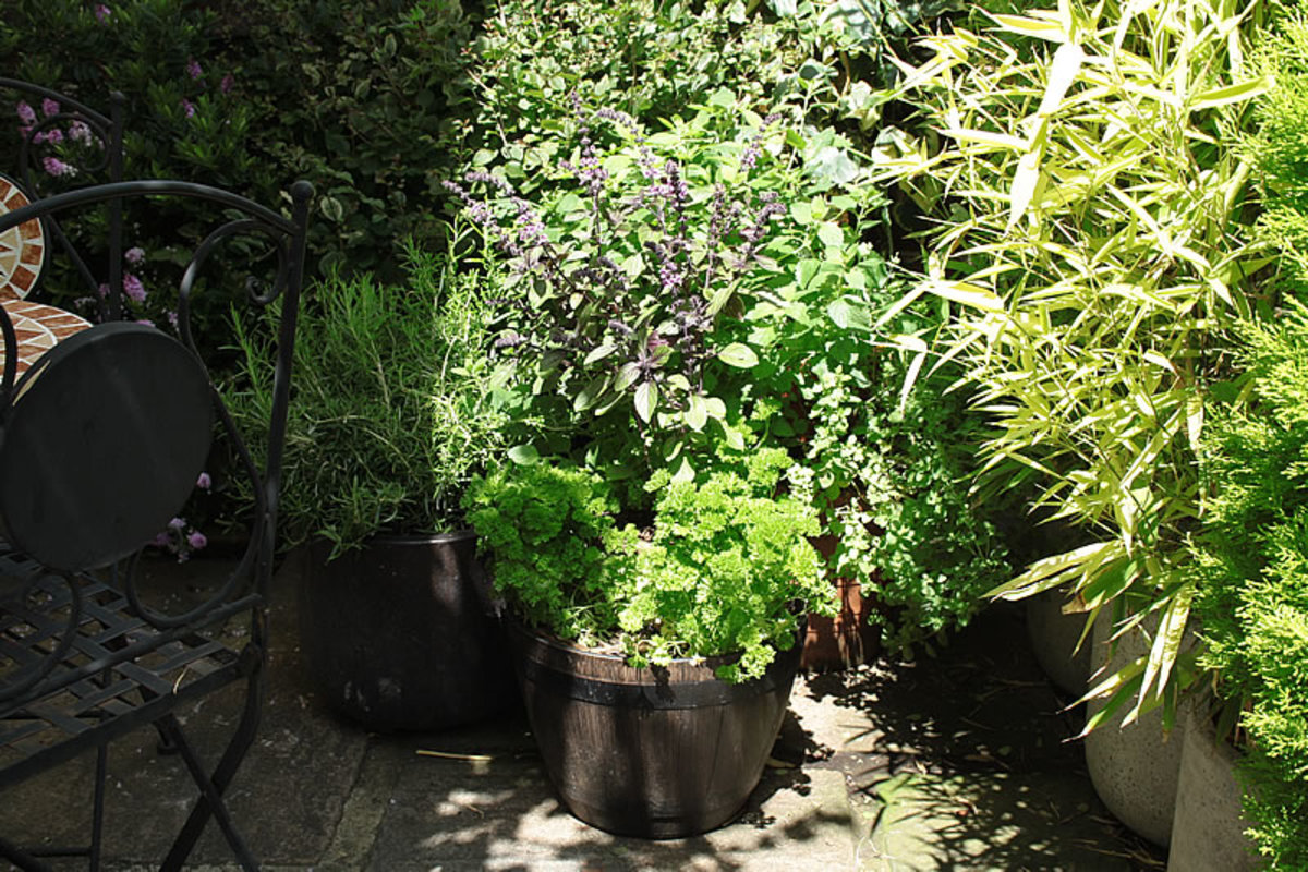 Potted herb garden.