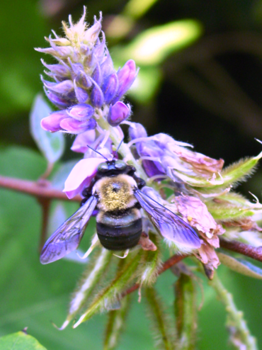 Carpenter bees are important pollinators, but if they infest your home you must get rid of them.
