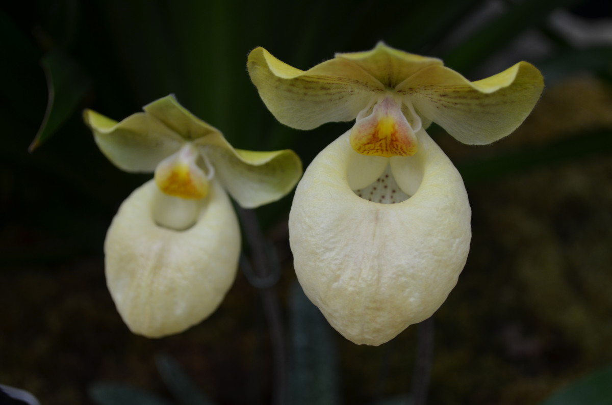 Interesting yellow orchid flowers.