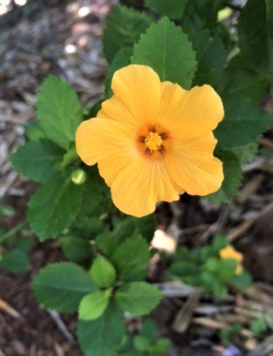 A lovely little yellow flower.  