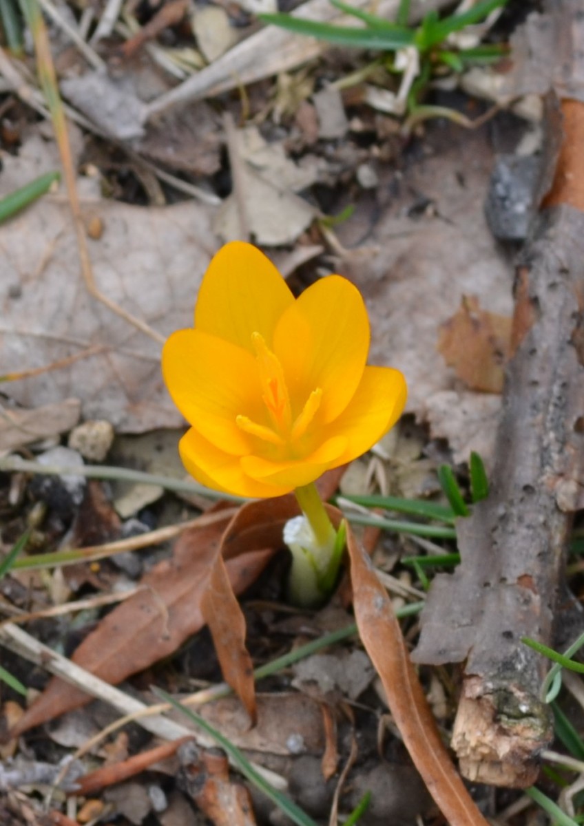 This sweet little yellow crocus flower, while small, commands a lot of attention in the late winter, early spring garden.  