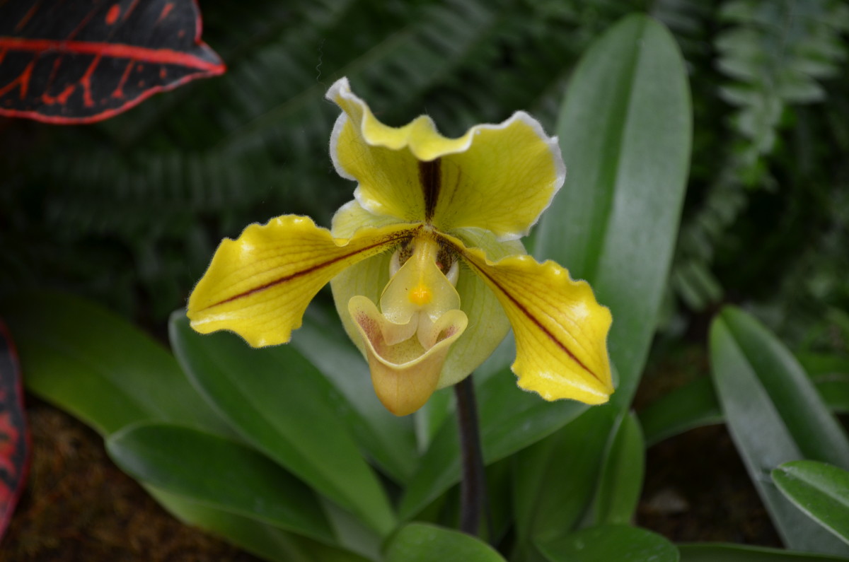 Another very unique and bright orchid.  Paphiopedilum - LIttle Egypt - Orchidaceae