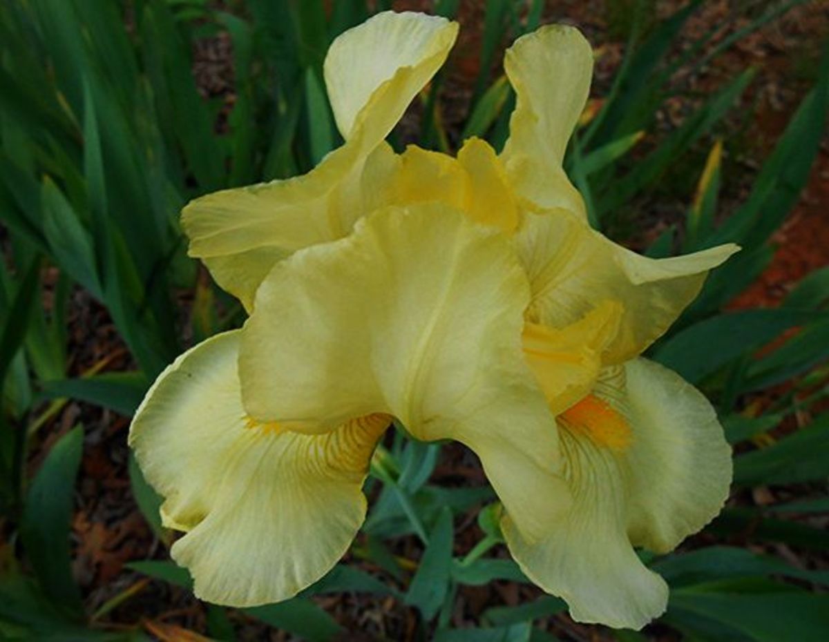 Pale Yellow Iris - Used with permission from K.S. Pale Yellow Iris - Used with permission from K.S.