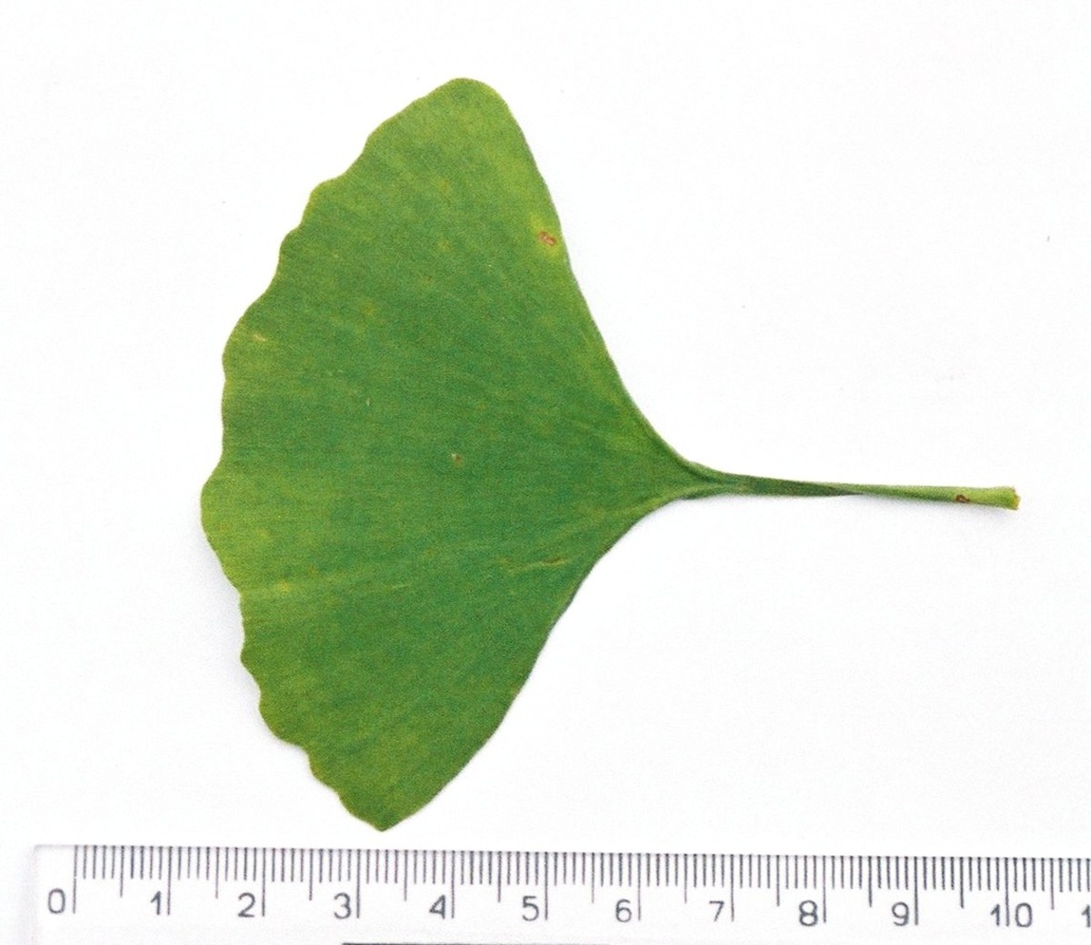 A ginkgo leaf in spring.
