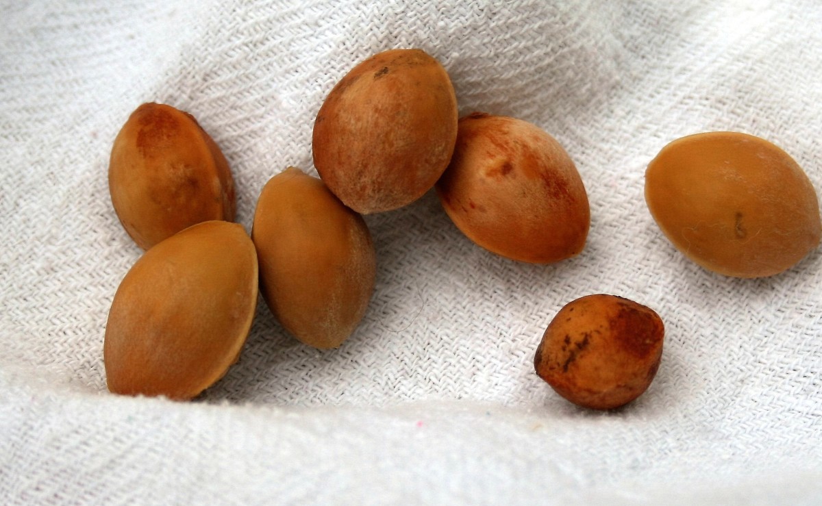 Prepare the seeds for germination by washing and scrubbing them.