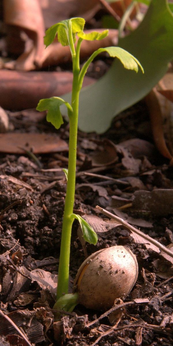A ginkgo seedling.