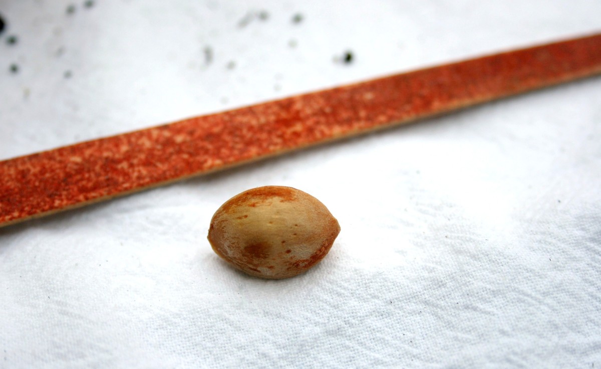 Filing the seed case with a fingernail file to weaken it is one method of scarification.