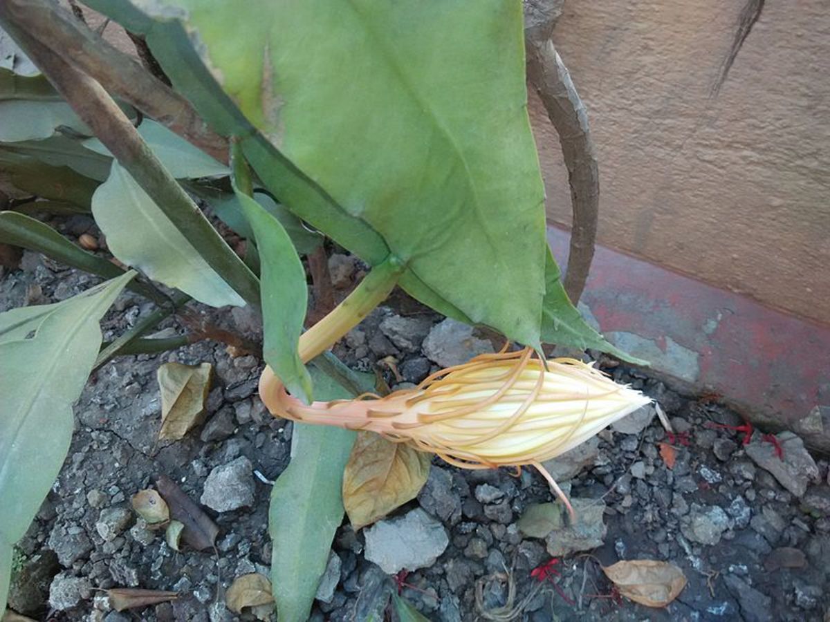 A Night-blooming cereus bud emerging from a notch in the plant's oblong leaf.