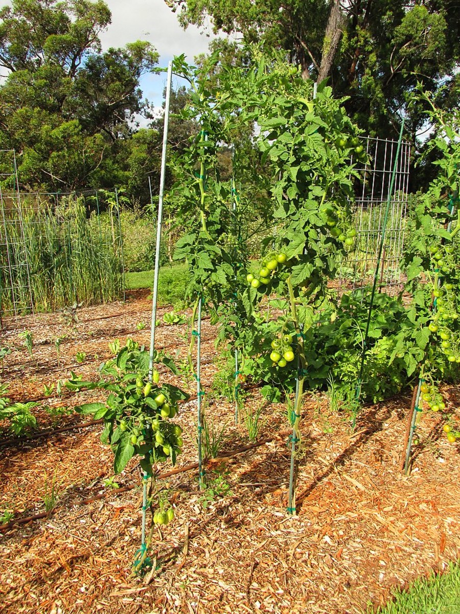 San Marzano tomato plants are indeterminate, growing 4 to 6 feet tall in a single growing season.