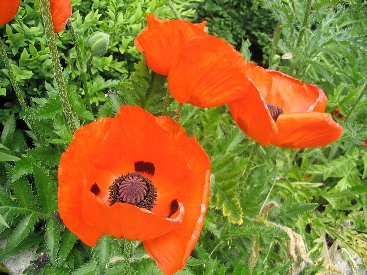 How to Grow Poppies, a Cottage Garden Favorite