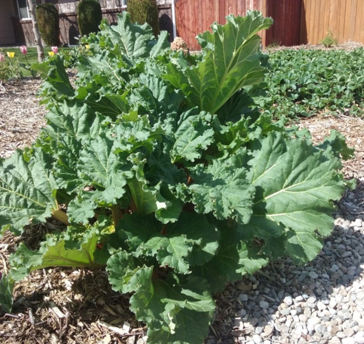 Rhubarb requires a good amount of water