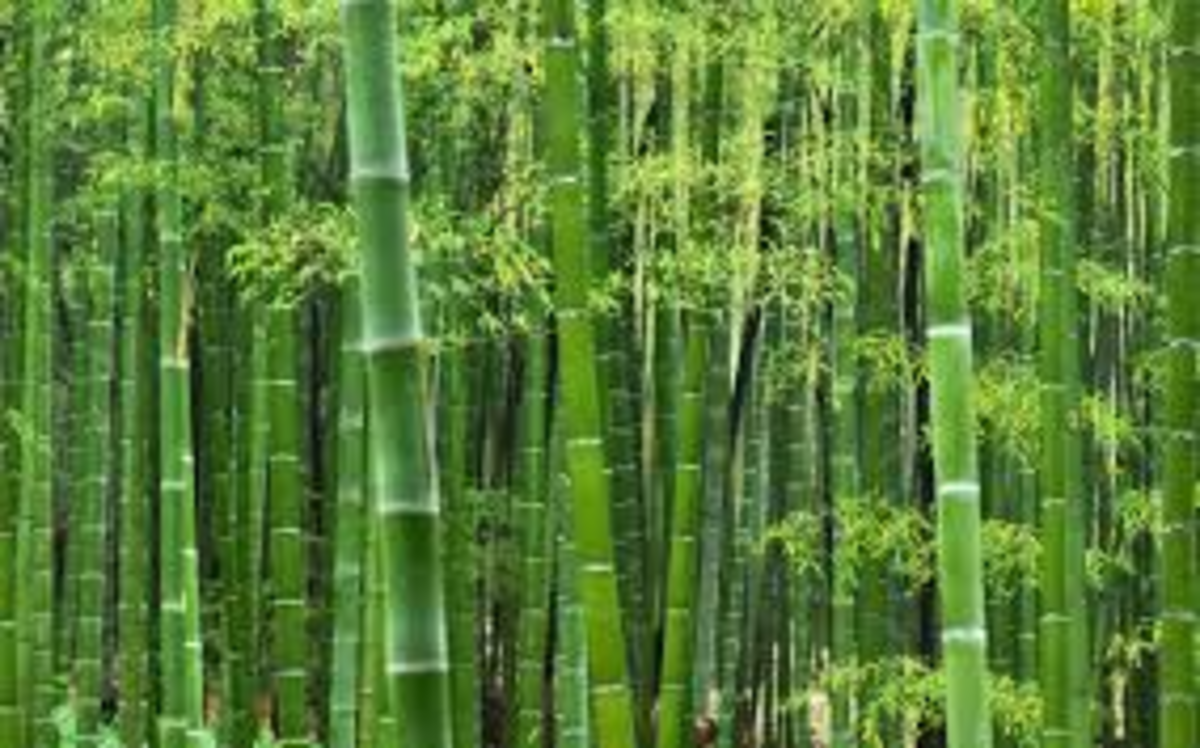 Bamboo plant.