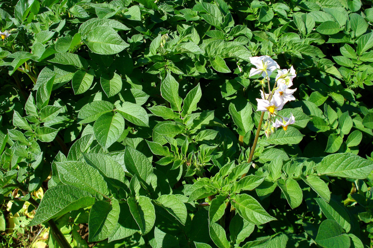 When the potato plants start to flower, it is almost time to harvest.