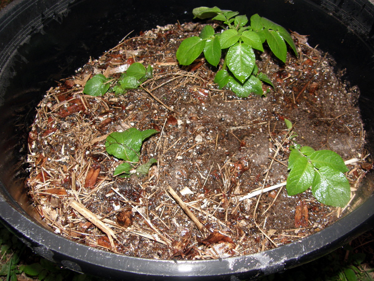 How to Grow Irish Potatoes in a Container - Dengarden