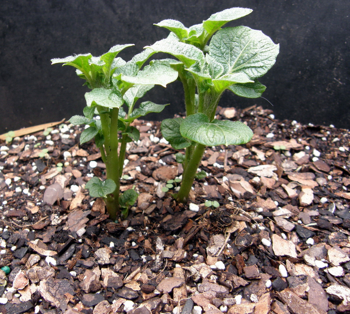 how-to-grow-irish-potatoes-in-a-container