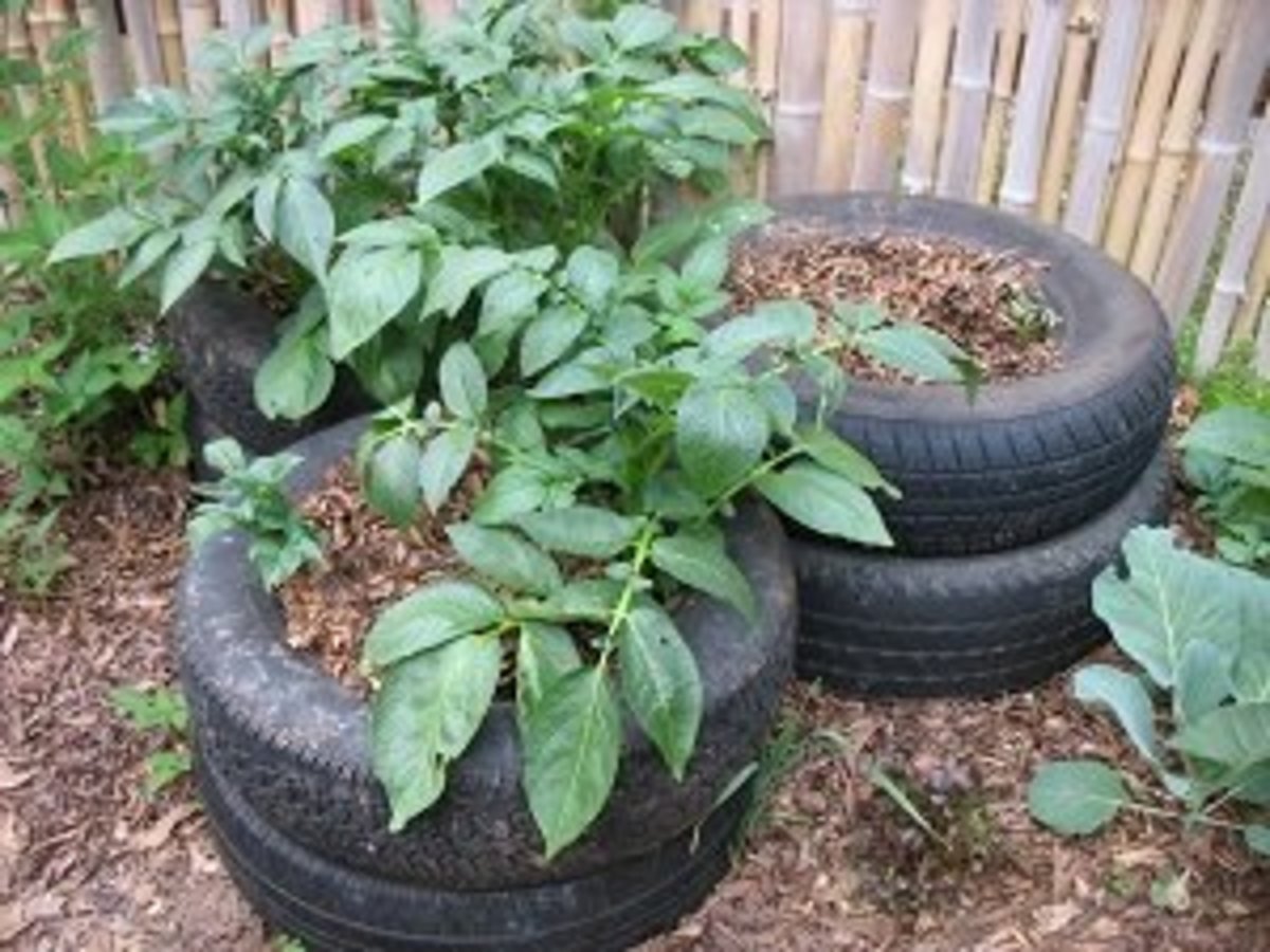 Potatoes growing in tires