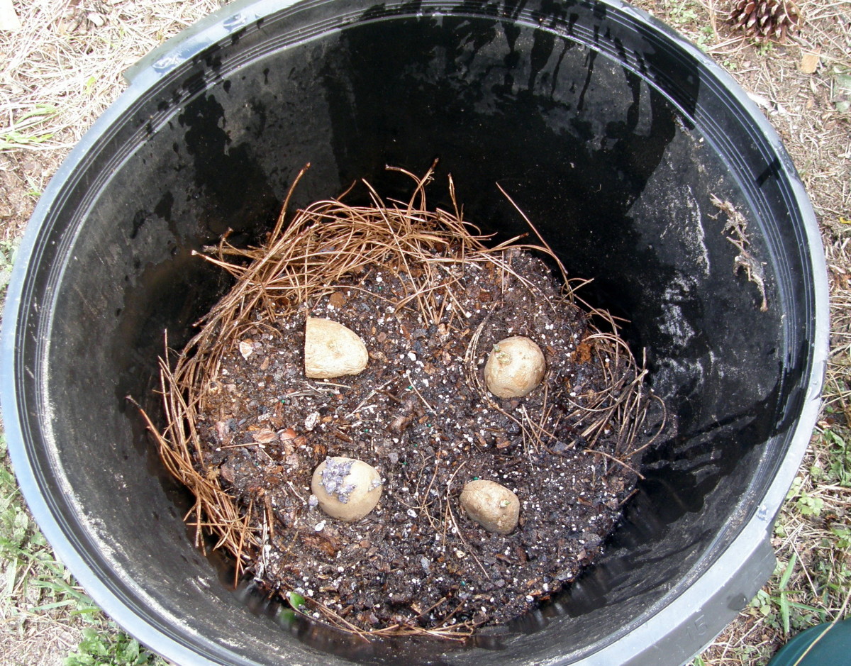 Just put a good layer of soil on the bottom, lay down your seed potatoes (as many as you have room for without overcrowding),  and cover them with about six inches of soil. 