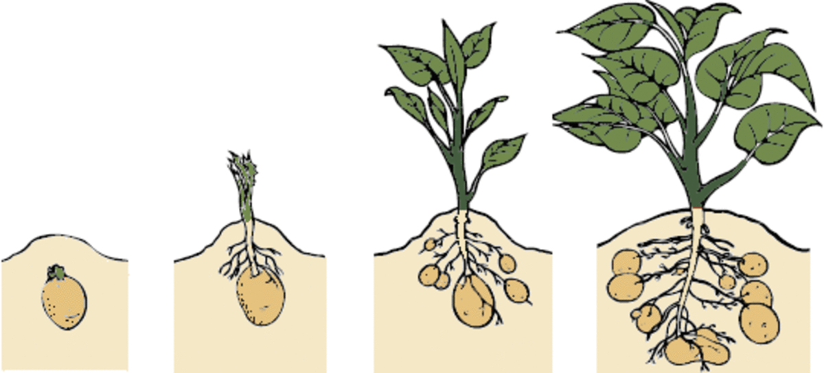 The Stages of Potato Growth