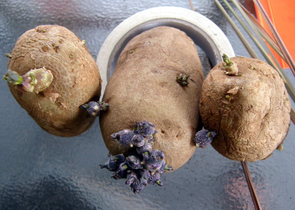 How to Grow Irish Potatoes in a Container Dengarden