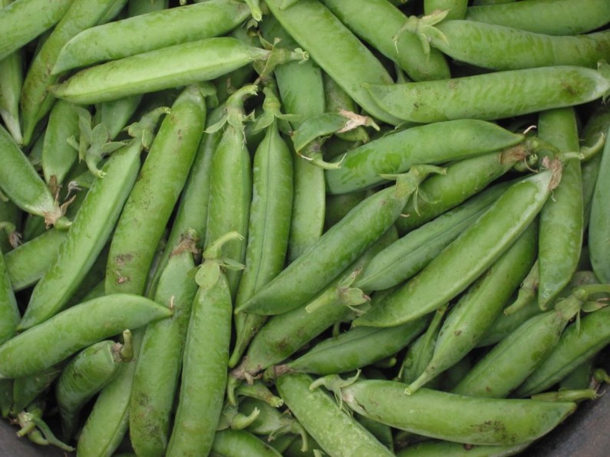 Peas are ready to harvest when the pods are full.