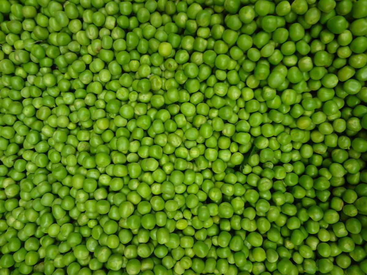 a-guide-to-growing-peas