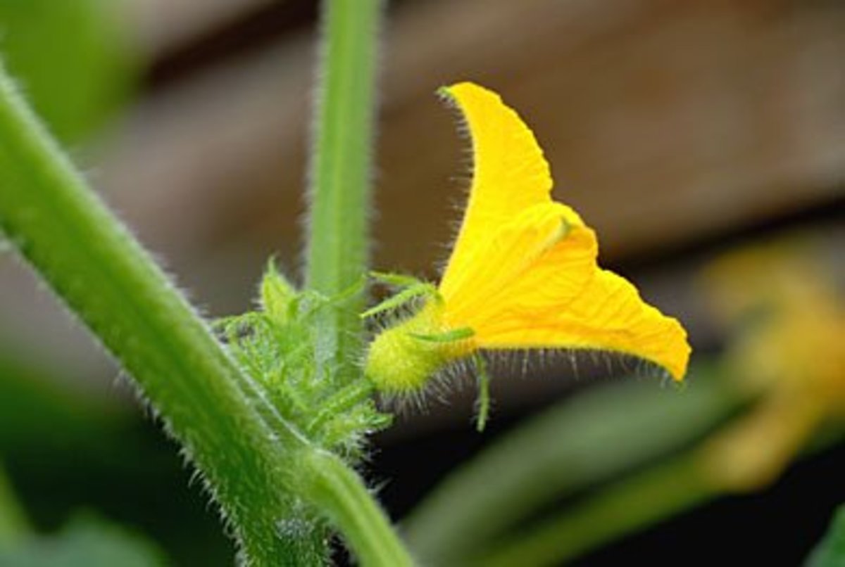 The Male Cucumber Flower