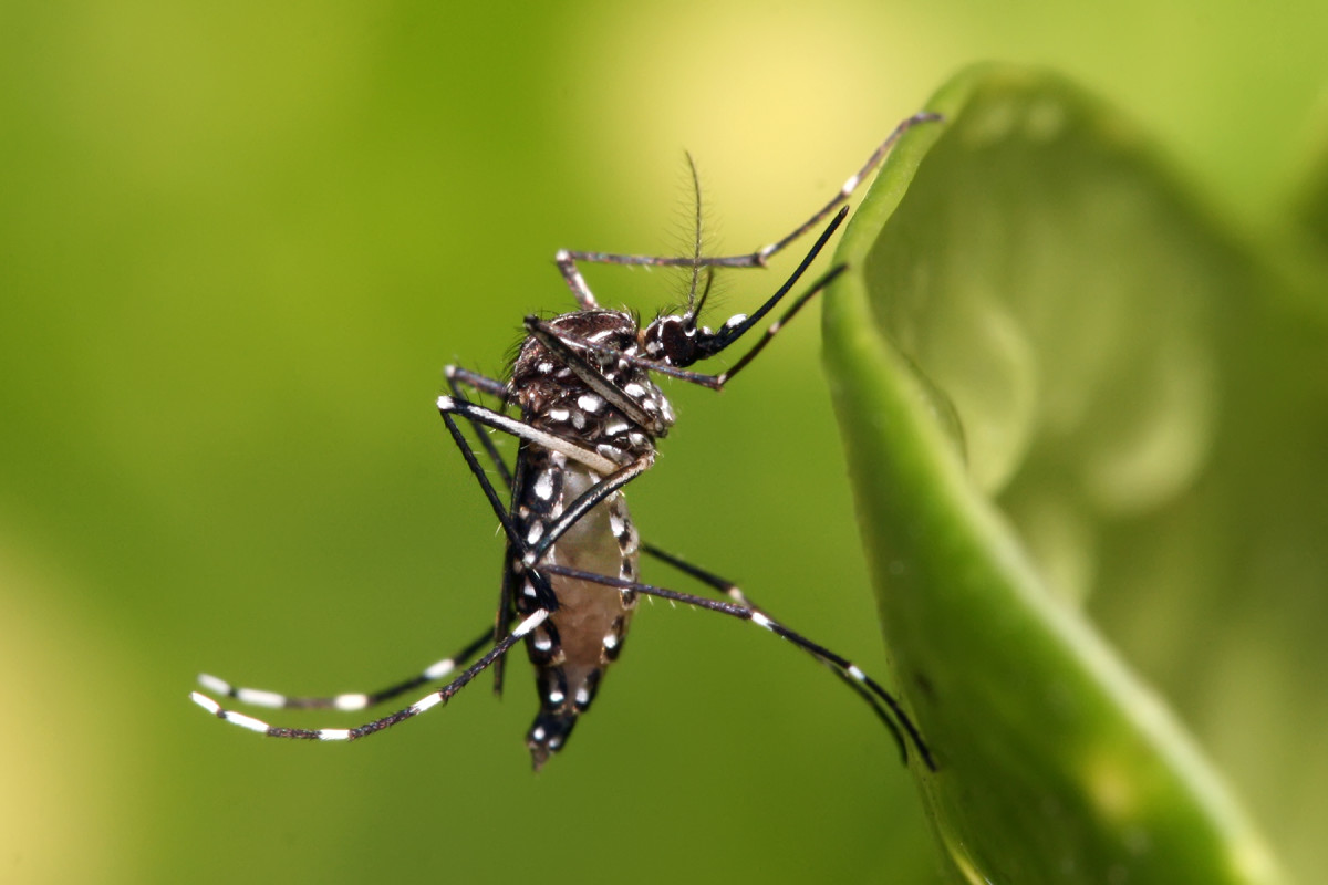What are some natural strategies for dealing with mosquitos?