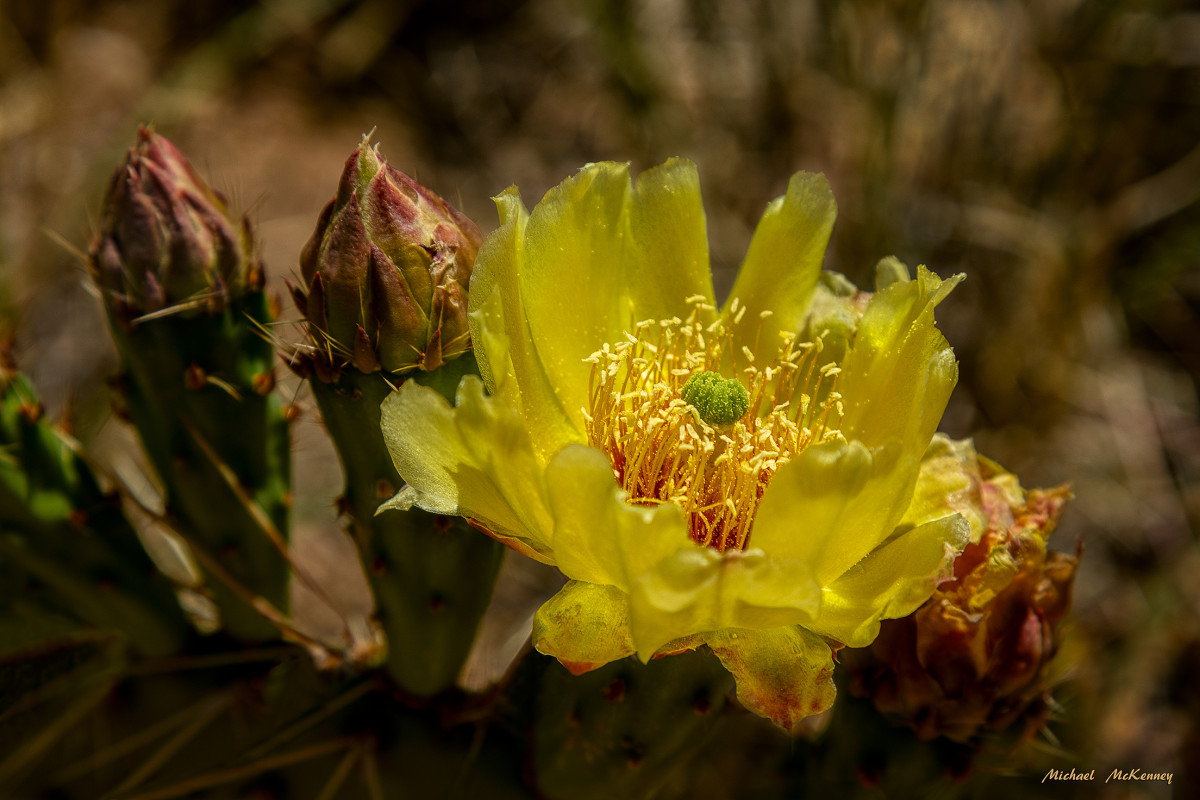 A cactus in bloom is a beautiful sight indeed. Wouldn't this drought-tolerant plant be a great addition to your garden?