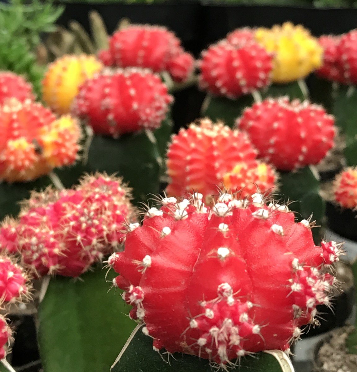 A Guide to Beautiful Flowers That Can Flourish in Drought Conditions