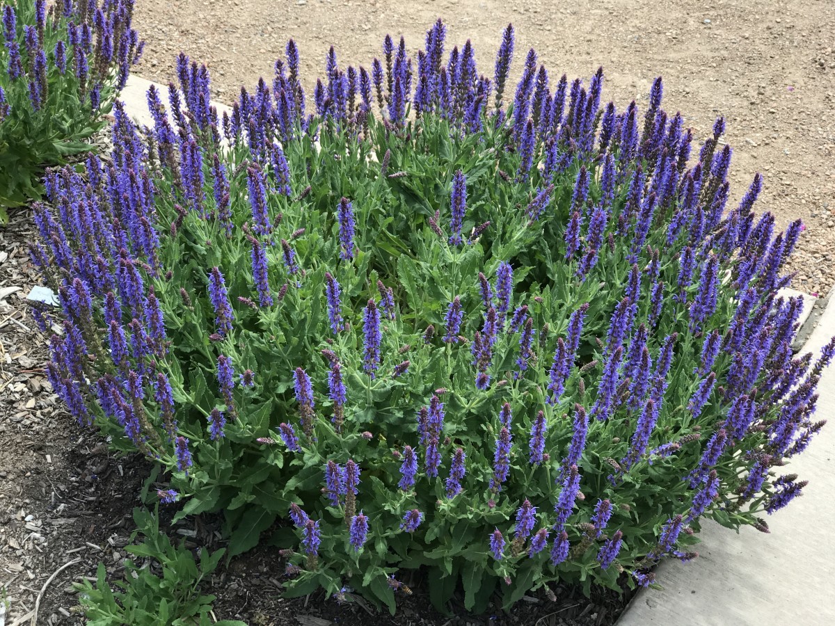 Lavender is a great choice for dry climates, and the smell is heavenly.