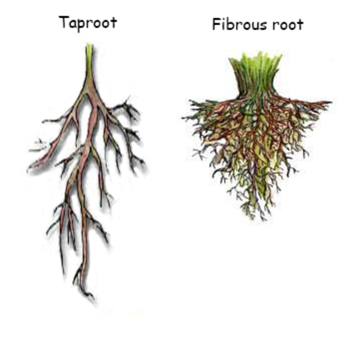 If you live in a dry climate, fibrous-rooted plants might not be the best choice.  Taproots can grow deep into the soil to find water.