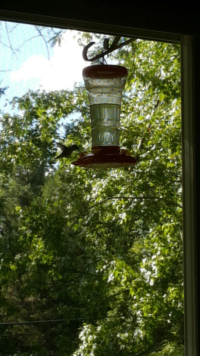 setting up hummingbird feeder