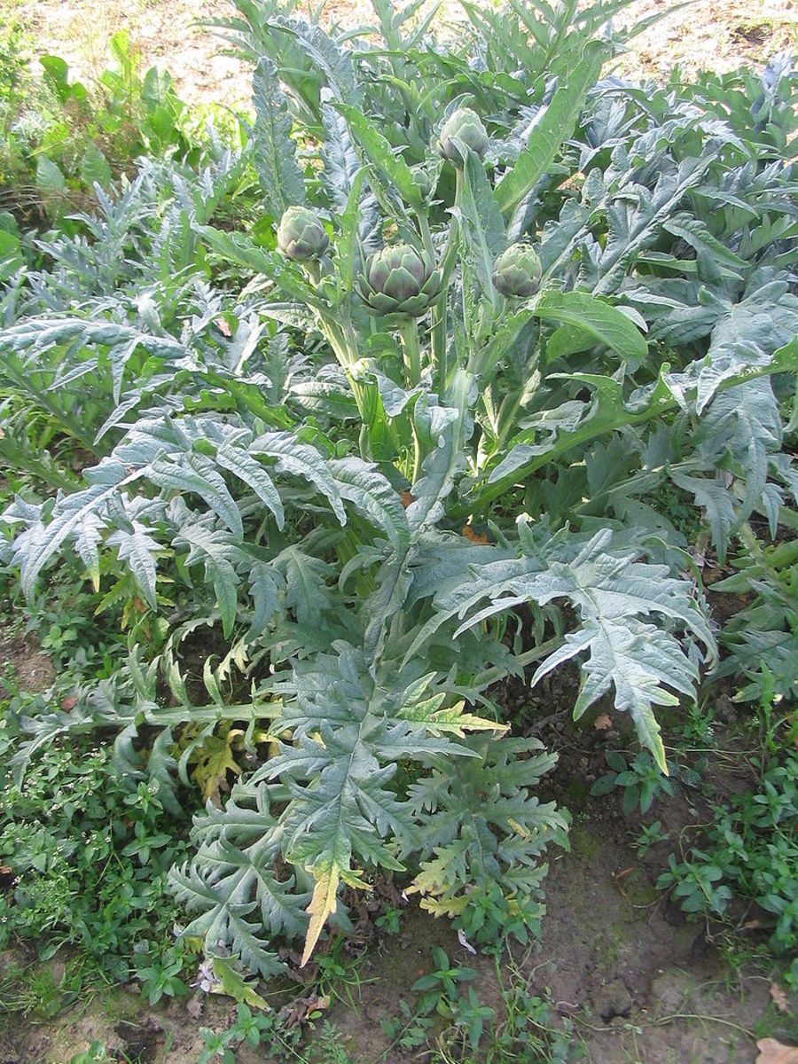 Globe artichoke plant with buds
