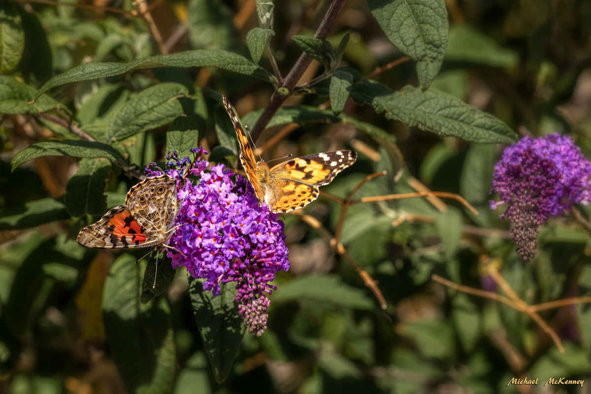 Image of Butterflies on summer lilac butterfly bush