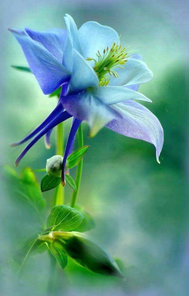 Rocky Mountain columbine flower in blue.
