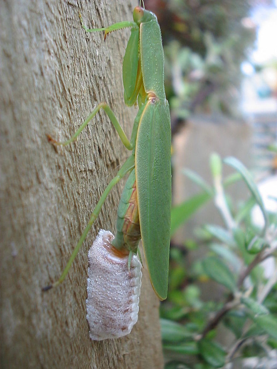 How to Attract Praying Mantises to Your Garden - Dengarden