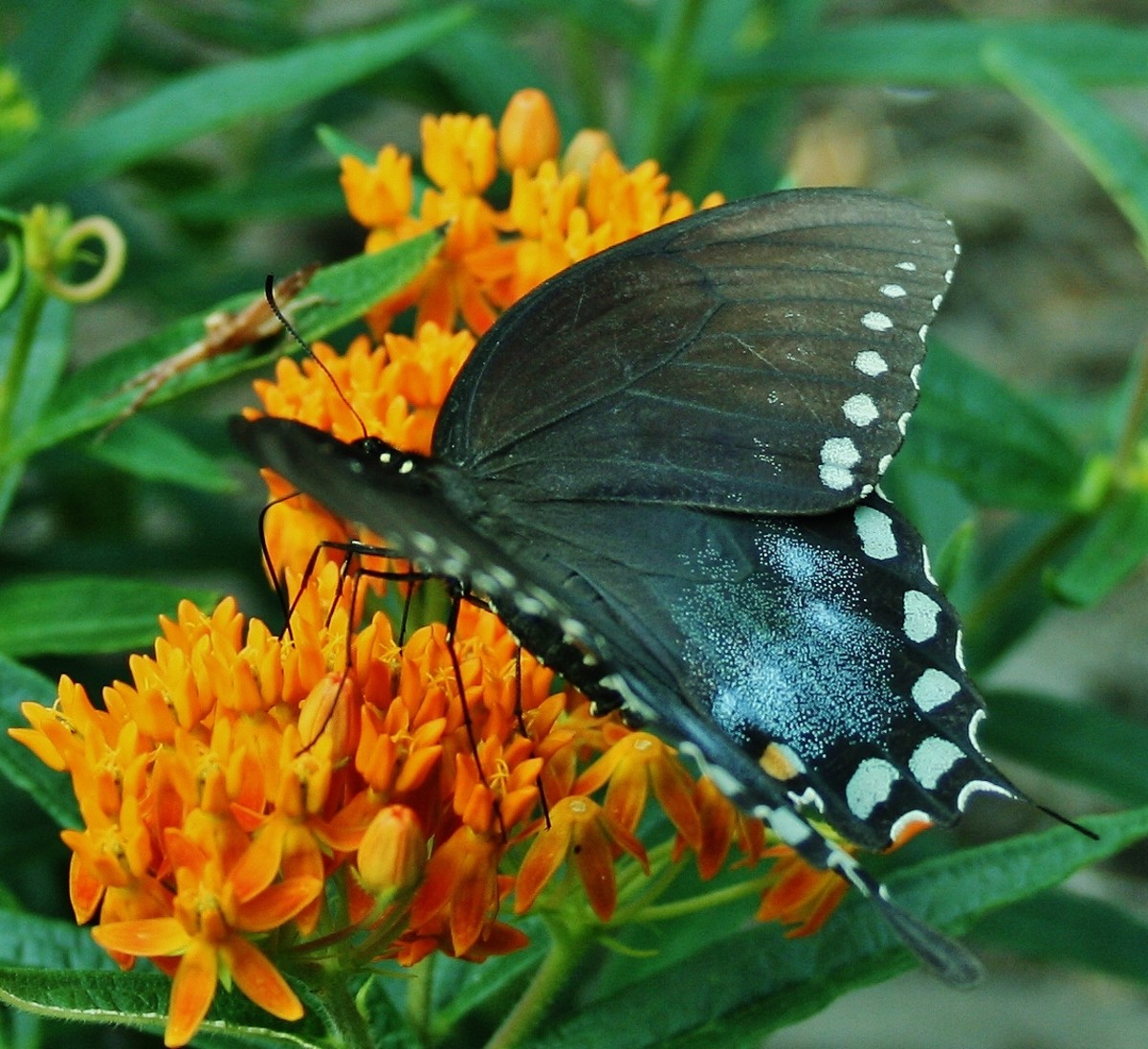 An Eastern Black Swallowtail sips nectar from orange butterfly weed.