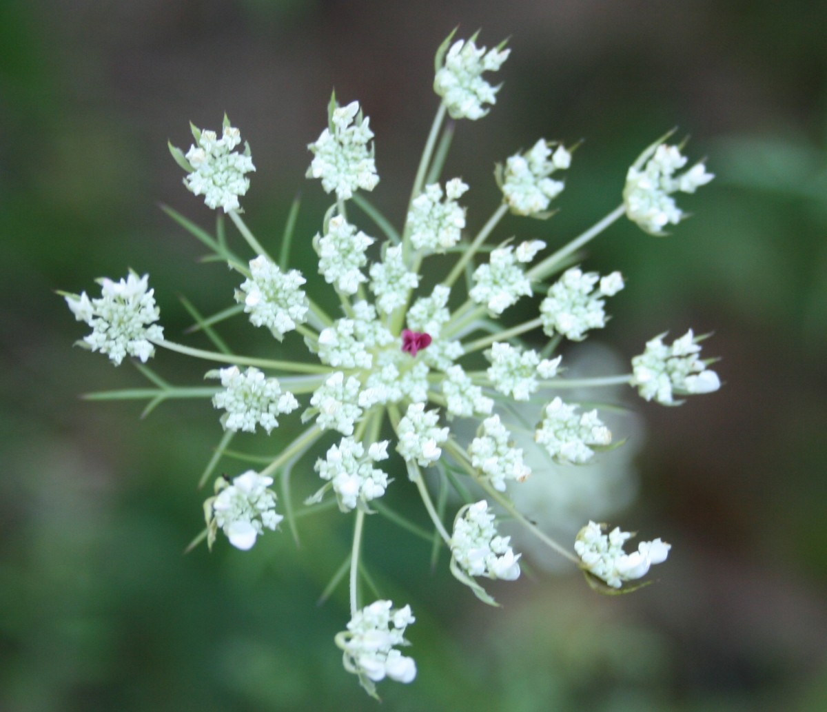 Also called wild carrot, Queen Anne's lace is another wildflower well-loved by many pollinators, including butterflies.