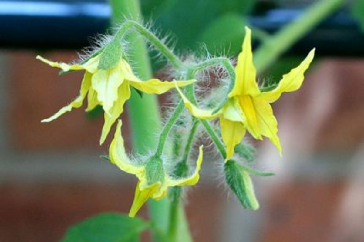 Here are some pretty, yellow tomato flowers.