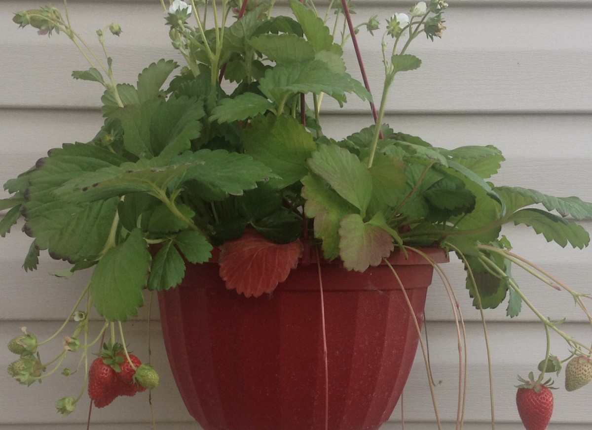 Strawberries are good for bees and other pollinators.