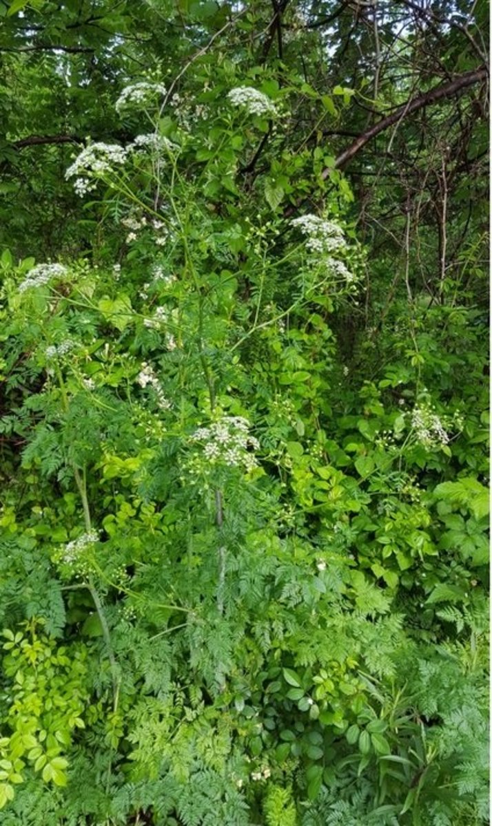Wild Flowers: Poison Hemlock