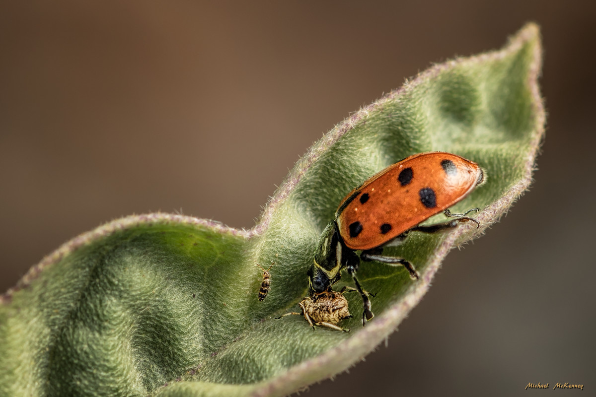 ladybugs-they-can-keep-your-flowers-and-plants-pest-free