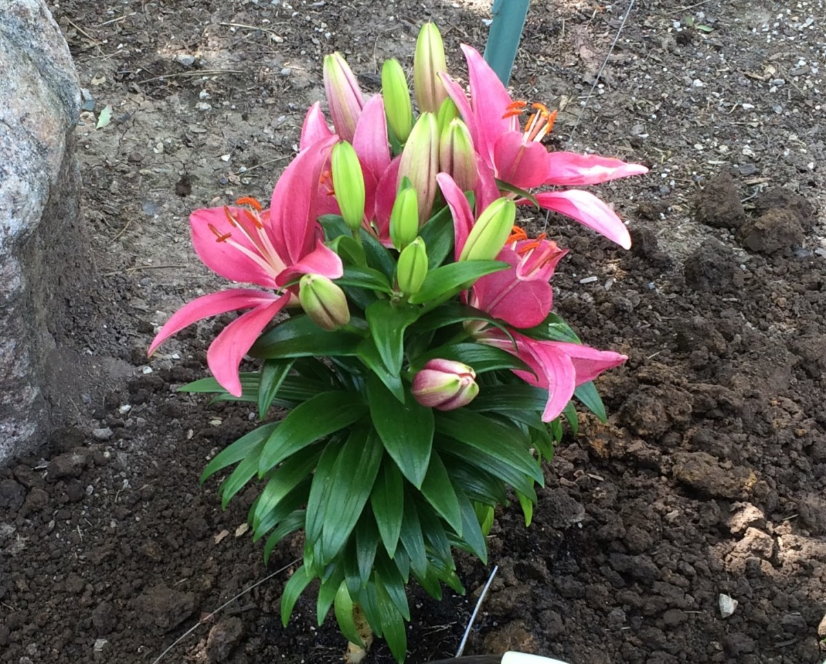 Asiatic Lily, a perennial, planted in full sun location.