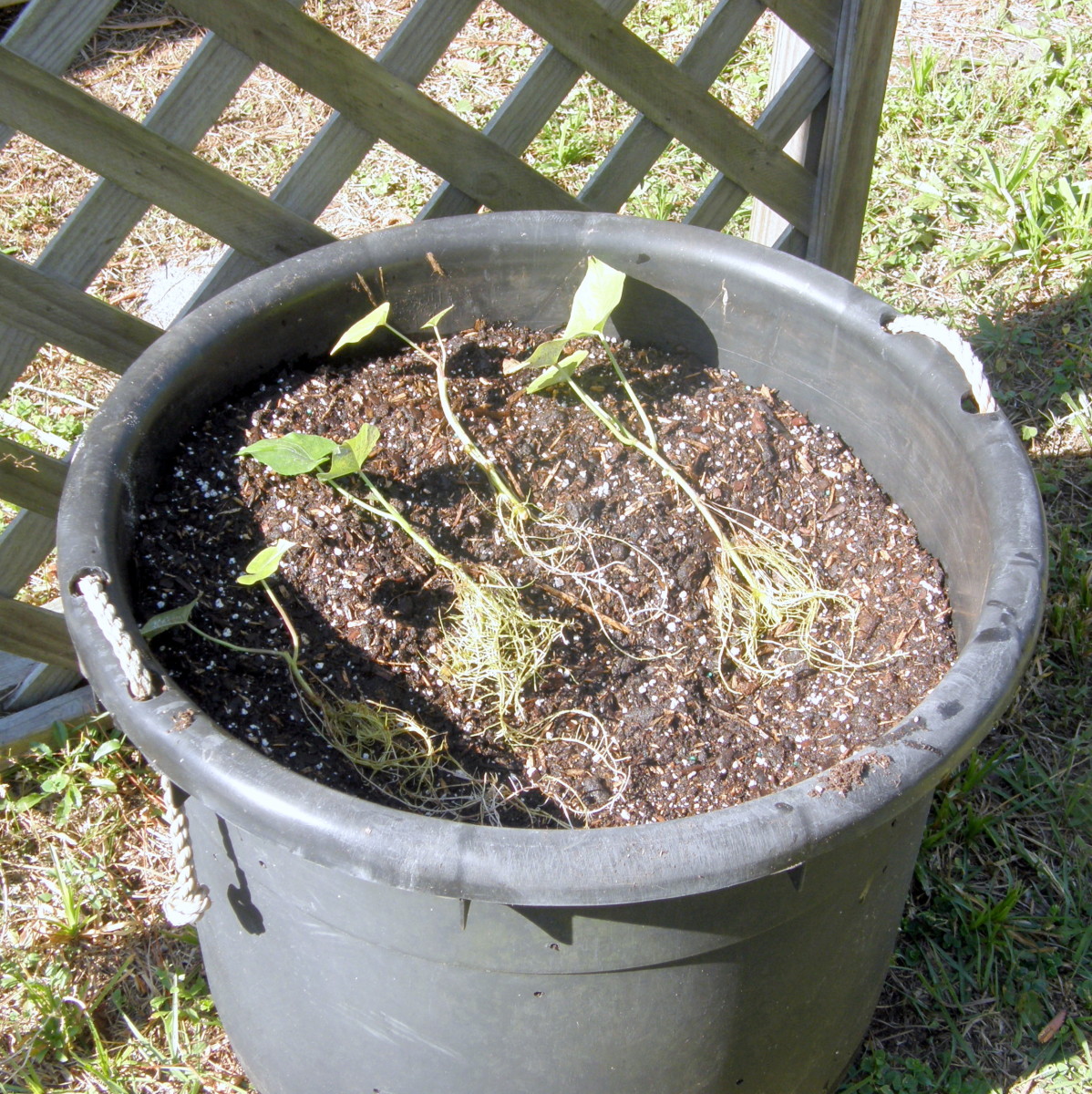 Guide To Growing Sweet Potatoes In A Container Dengarden