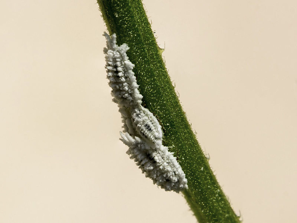 Mealybugs with their characteristic waxy coating