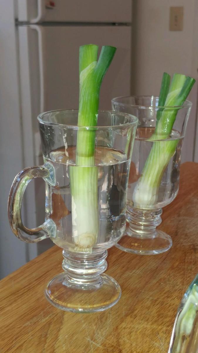 Step 3: Place the stems in water to hydrate the roots.