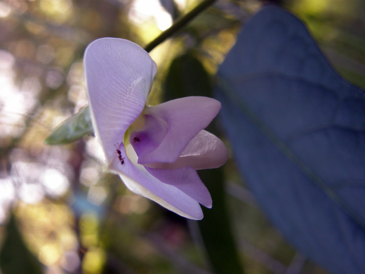 The bean blossoms are pinkish-lavender in color and larger than most other bean flowers.