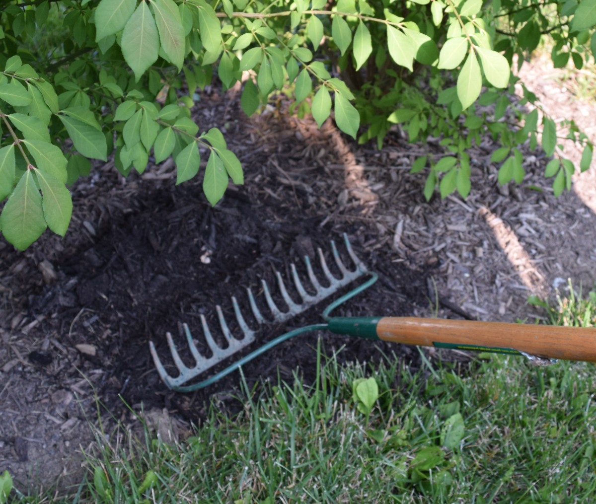 Mulch vs. Ground Cover Which Should I Use? Dengarden